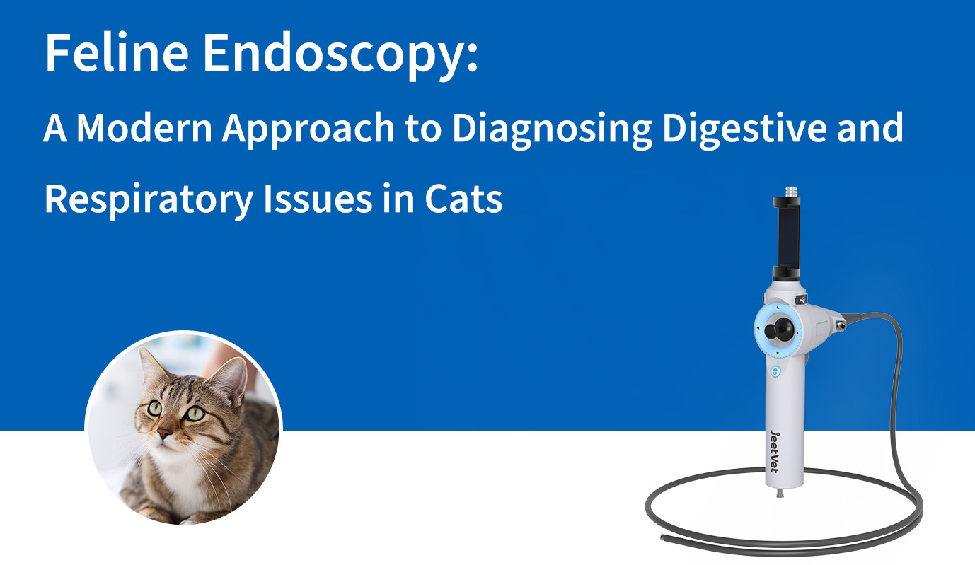 Feline Endoscopy: A Modern Approach to Diagnosing Digestive and Respiratory Issues in Cats