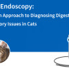 تنظير القطط: نهج حديث لتشخيص مشاكل الجهاز الهضمي والجهاز التنفسي لدى القطط