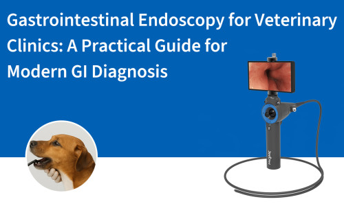 Endoscopie gastro-intestinale en clinique vétérinaire : Guide pratique pour le diagnostic gastro-intestinal moderne