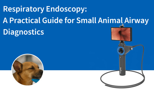 Respiratory Endoscopy: A Practical Guide for Small Animal Airway Diagnostics