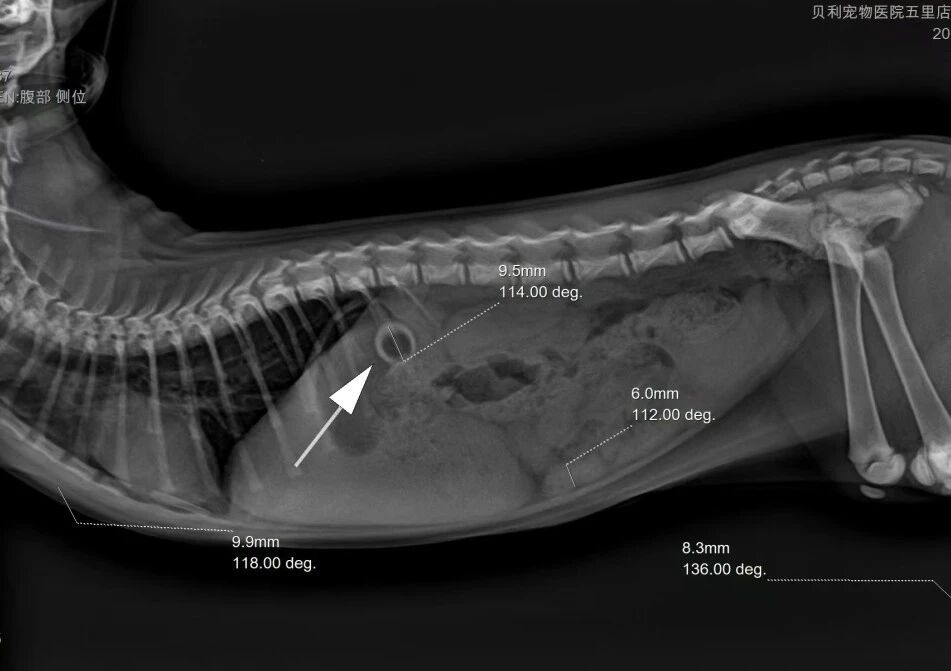 Étui pour endoscope vétérinaire
