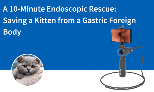 عملية إنقاذ بالمنظار في 10 دقائق: إنقاذ قطة صغيرة من جسم غريب في المعدة
