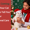 Winter Is Coming: 6 Things Your Cat “Wants to Tell You” — and Our Professional Care Tips