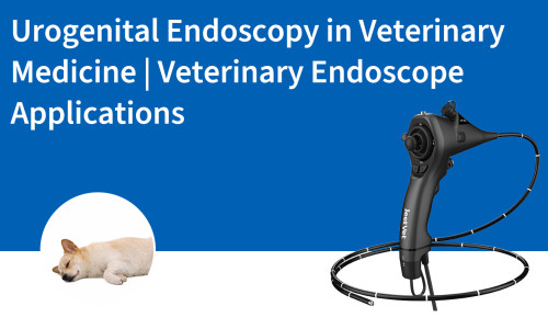 التنظير البولي التناسلي في الطب البيطري | تطبيقات المناظير البيطرية