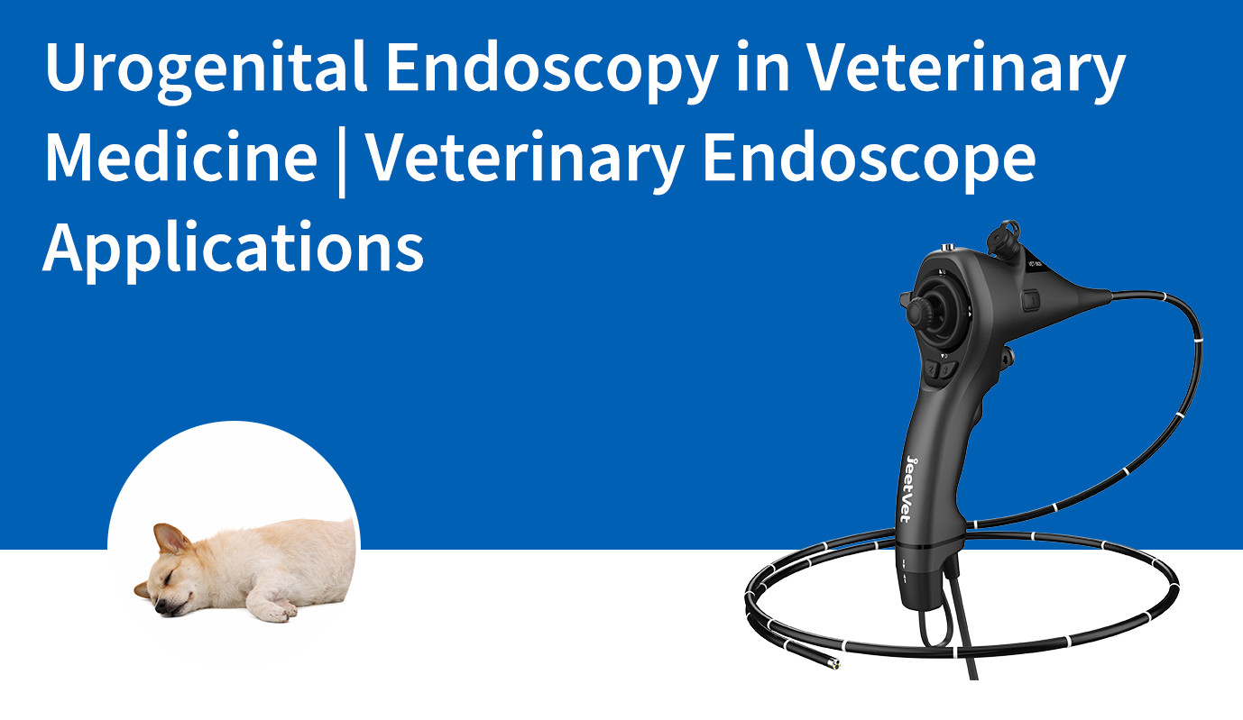 Urogenital Endoscopy in Veterinary Medicine | Veterinary Endoscope Applications