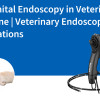 Endoscopie urogénitale en médecine vétérinaire | Applications des endoscopes vétérinaires