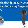 Endoscopie abdominale en médecine vétérinaire : amélioration du diagnostic et de la chirurgie