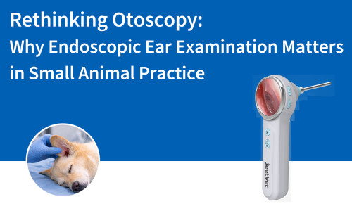 إعادة النظر في تنظير الأذن: لماذا يُعد فحص الأذن بالمنظار مهمًا في ممارسة طب الحيوانات الصغيرة