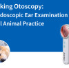 Repenser l'otoscopie : pourquoi l'examen endoscopique de l'oreille est important en pratique vétérinaire des petits animaux
