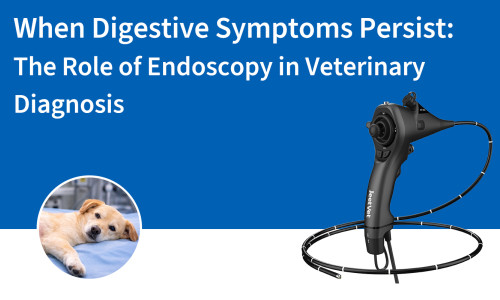 عند استمرار أعراض الجهاز الهضمي: دور التنظير الداخلي في التشخيص البيطري