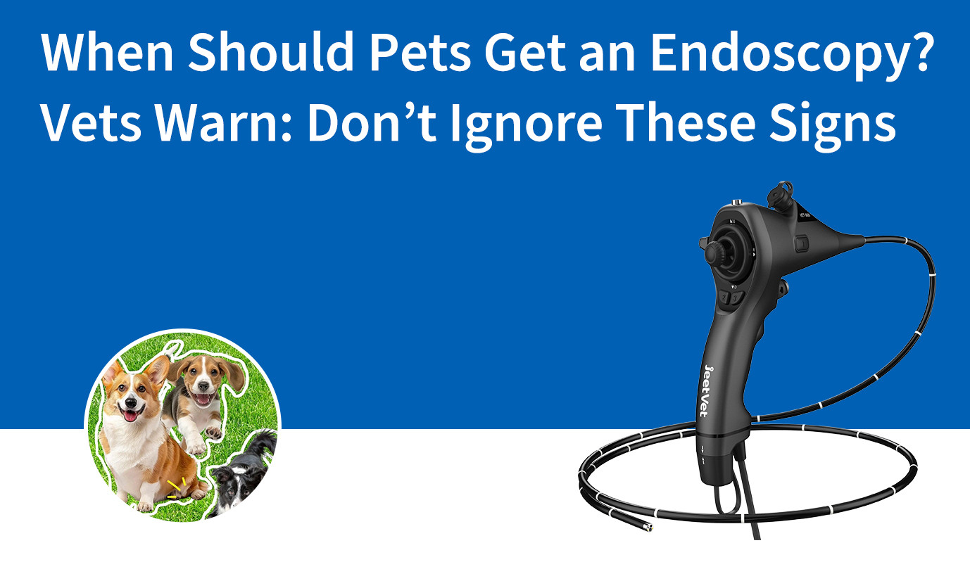 When Should Pets Get an Endoscopy? Vets Warn: Don’t Ignore These Signs