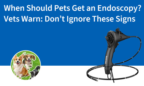 متى يجب إجراء تنظير داخلي للحيوانات الأليفة؟ تحذير من الأطباء البيطريين: لا تتجاهل هذه العلامات