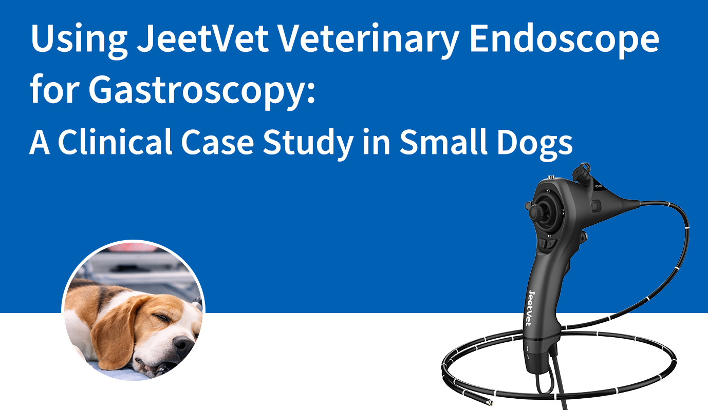 Using JeetVet Veterinary Endoscope for Gastroscopy: A Clinical Case Study in Small Dogs