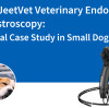 Utilisation de l'endoscope vétérinaire JeetVet pour la gastroscopie : une étude de cas clinique chez les petits chiens