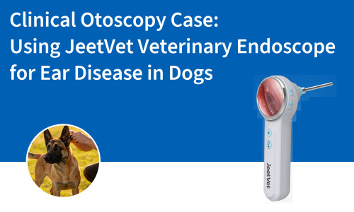 Cas clinique d'otoscopie : Utilisation de l'endoscope vétérinaire JeetVet pour le diagnostic des maladies de l'oreille chez le chien