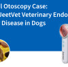 Cas clinique d'otoscopie : Utilisation de l'endoscope vétérinaire JeetVet pour le diagnostic des maladies de l'oreille chez le chien