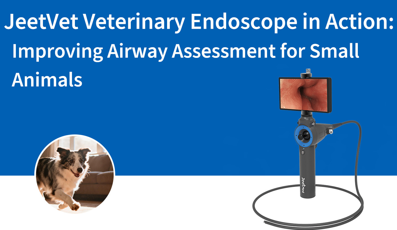 L'endoscope vétérinaire JeetVet en action : améliorer l'évaluation des voies respiratoires chez les petits animaux