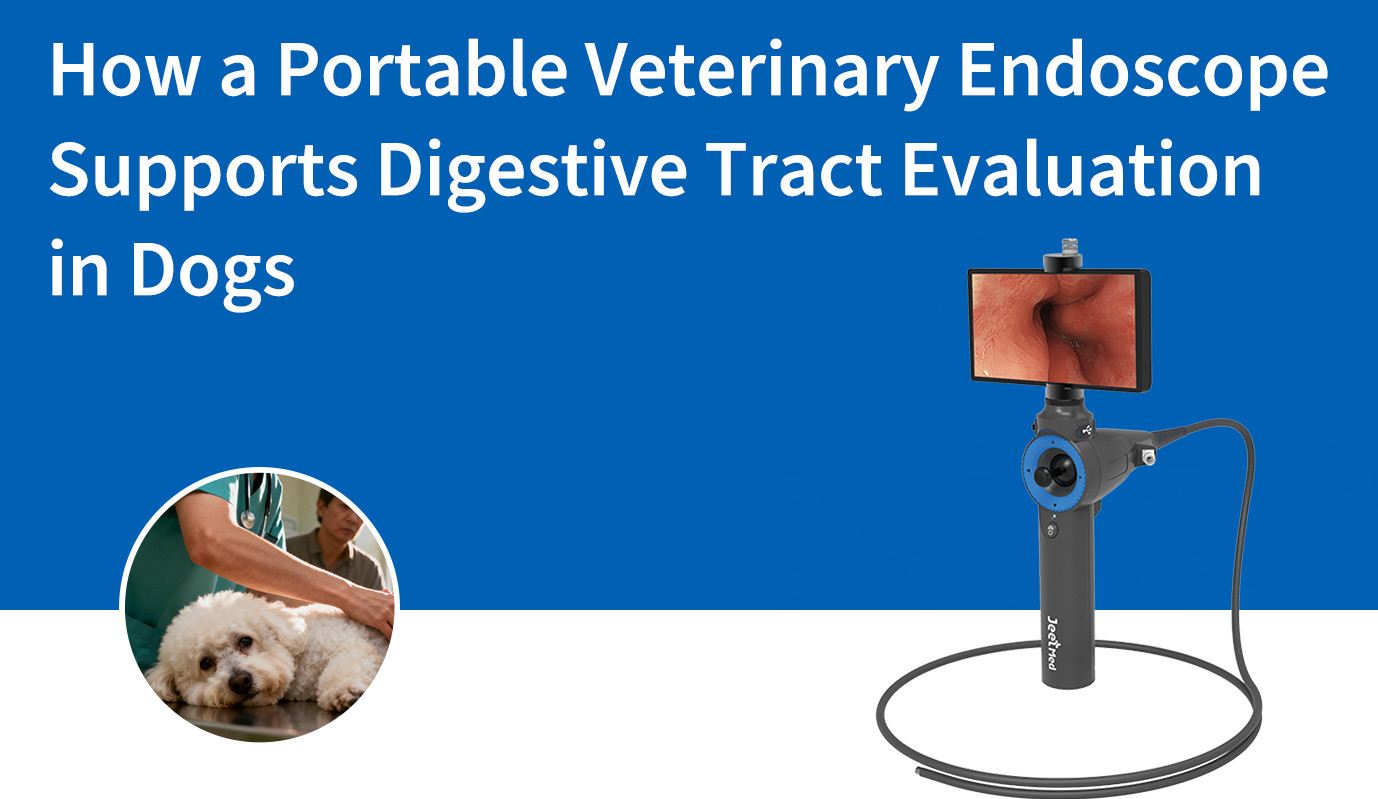 Comment un endoscope vétérinaire portable facilite l'évaluation du tube digestif chez le chien