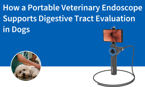 كيف يدعم المنظار البيطري المحمول تقييم الجهاز الهضمي لدى الكلاب