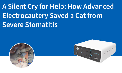 صرخة استغاثة صامتة: كيف أنقذت تقنية الكي الكهربائي المتقدمة قطة من التهاب الفم الحاد