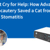 Un cri de détresse silencieux : comment l’électrocautérisation de pointe a sauvé un chat d’une stomatite sévère