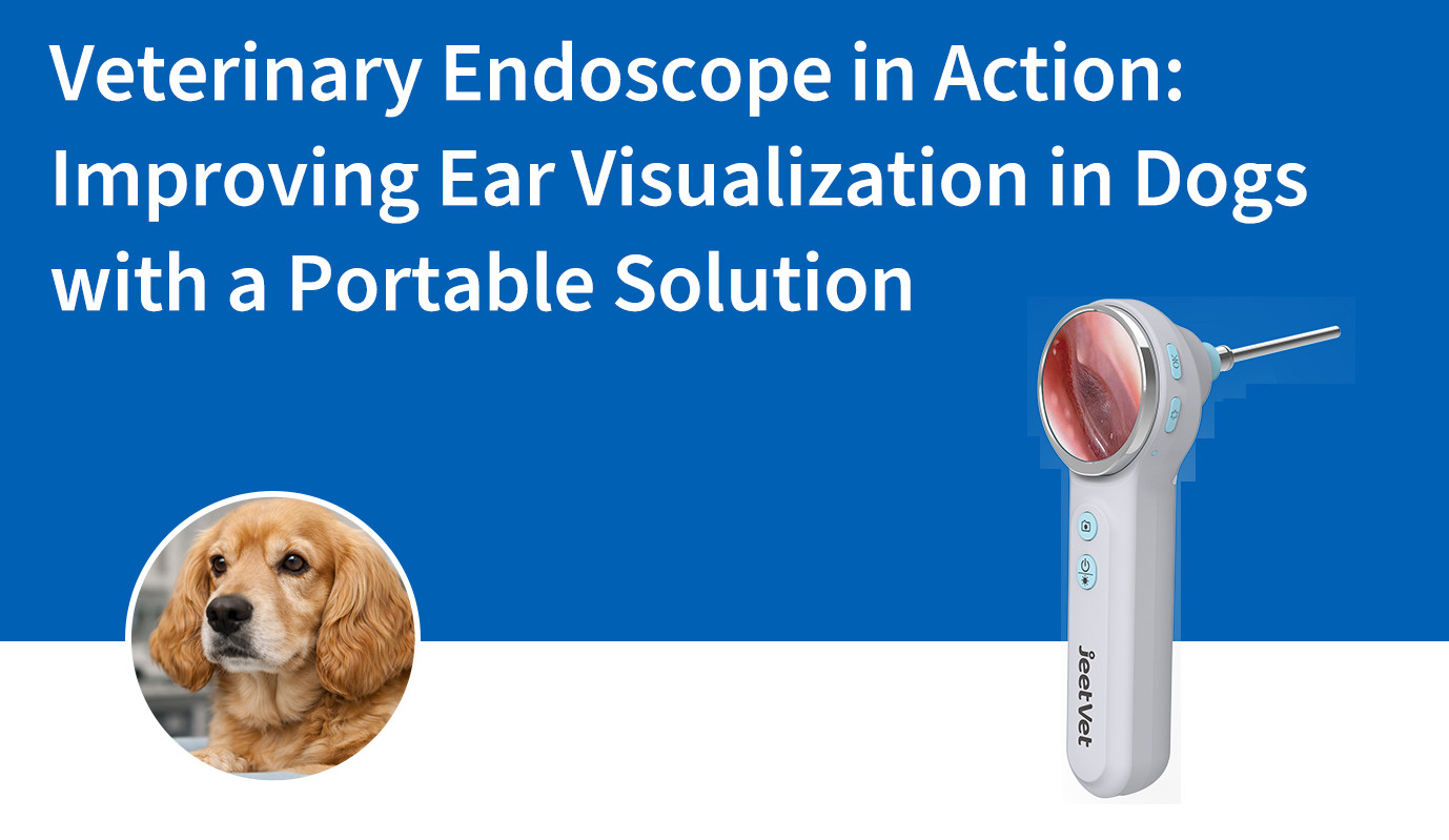 L'endoscope vétérinaire en action : améliorer la visualisation des oreilles chez les chiens grâce à une solution portable
