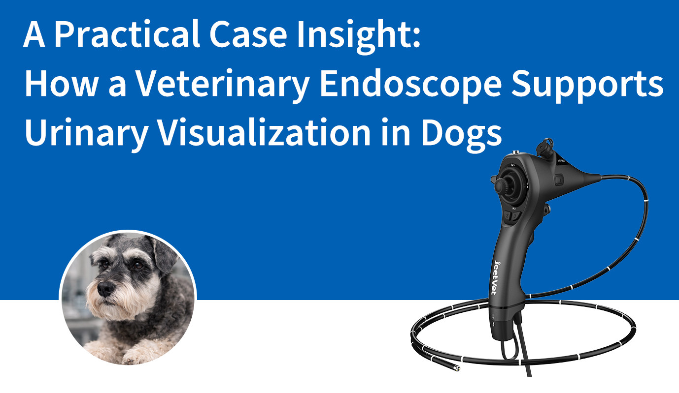 A Practical Case Insight: How a Veterinary Endoscope Supports Urinary Visualization in Dogs