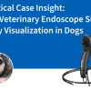 Un caso práctico: Cómo un endoscopio veterinario facilita la visualización urinaria en perros