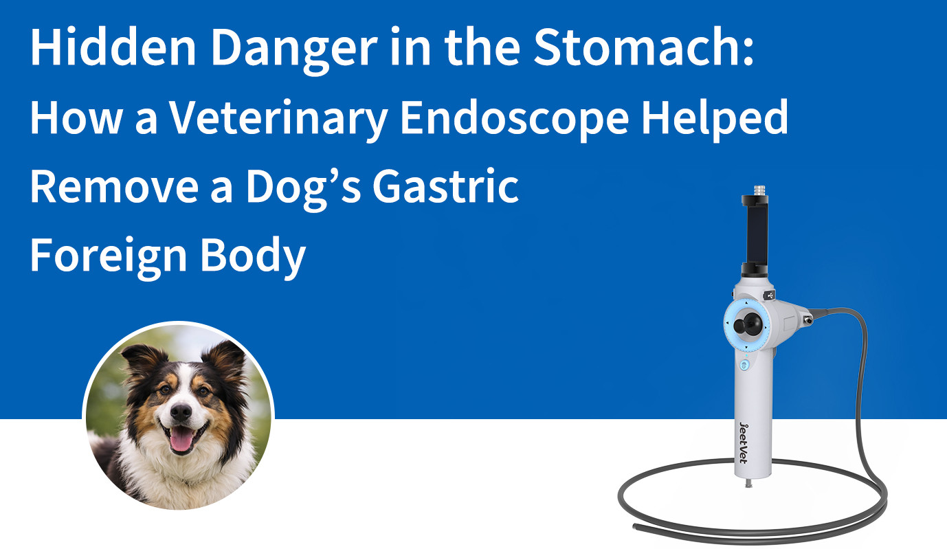 Hidden Danger in the Stomach: How a Veterinary Endoscope Helped Remove a Dog’s Gastric Foreign Body