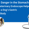 Hidden Danger in the Stomach: How a Veterinary Endoscope Helped Remove a Dog’s Gastric Foreign Body