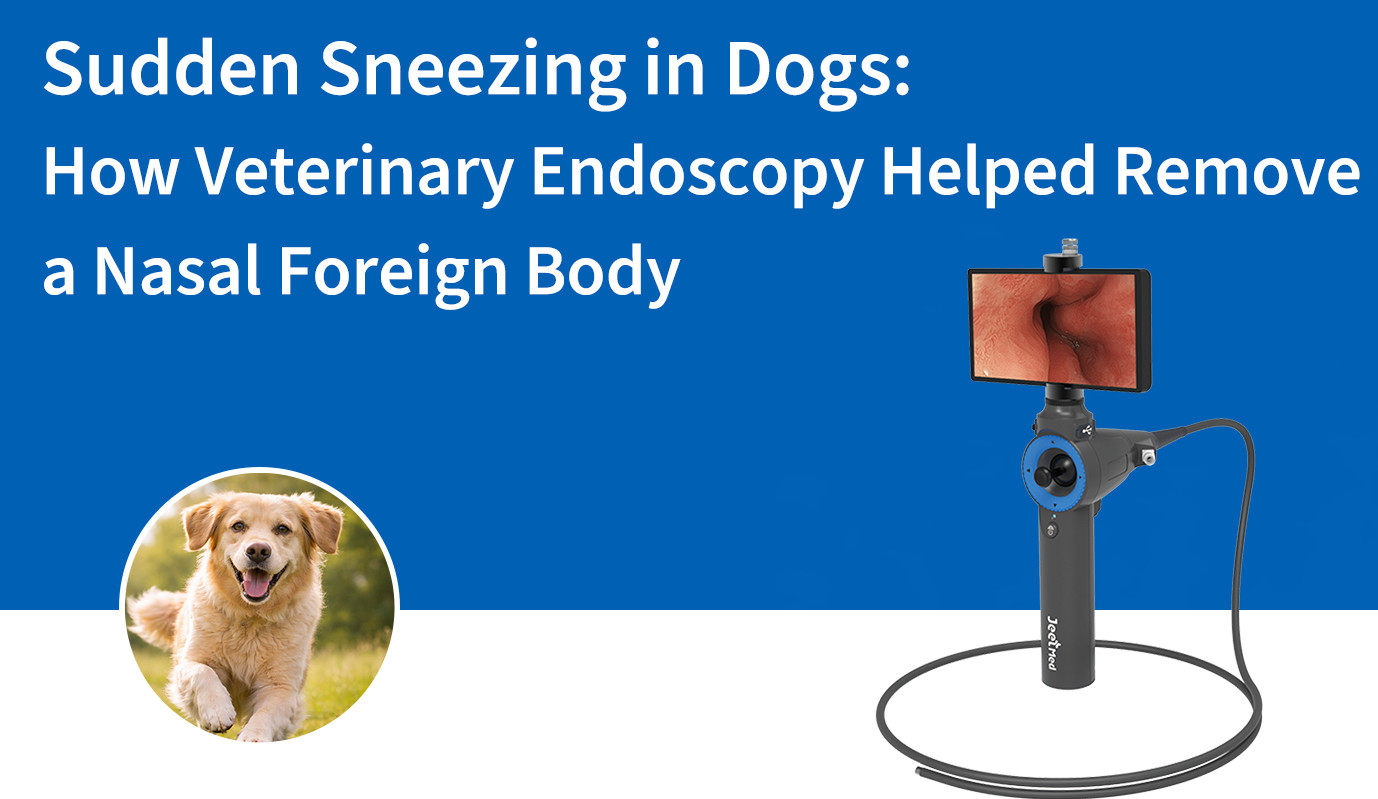 Estornudos repentinos en perros: cómo la endoscopia veterinaria ayudó a extraer un cuerpo extraño nasal