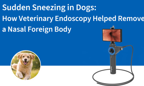 Estornudos repentinos en perros: cómo la endoscopia veterinaria ayudó a extraer un cuerpo extraño nasal