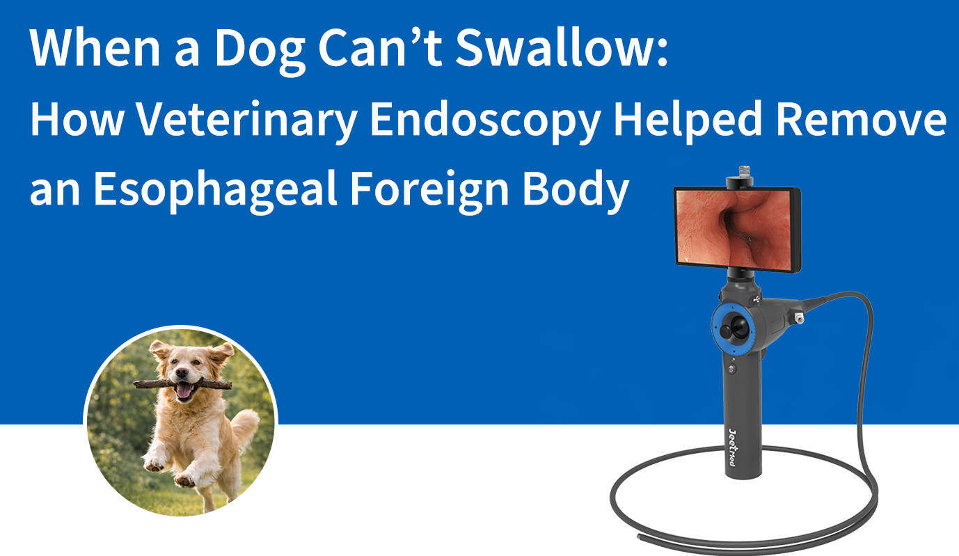عندما يعجز الكلب عن البلع: كيف ساعد التنظير البيطري في إزالة جسم غريب من المريء