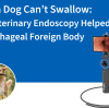 When a Dog Can’t Swallow: How Veterinary Endoscopy Helped Remove an Esophageal Foreign Body