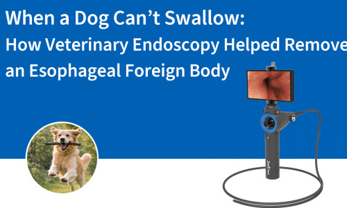 Cuando un perro no puede tragar: cómo la endoscopia veterinaria ayudó a extraer un cuerpo extraño del esófago.