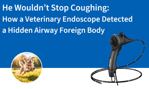 لم يتوقف عن السعال: كيف كشف منظار بيطري عن وجود جسم غريب مخفي في مجرى الهواء