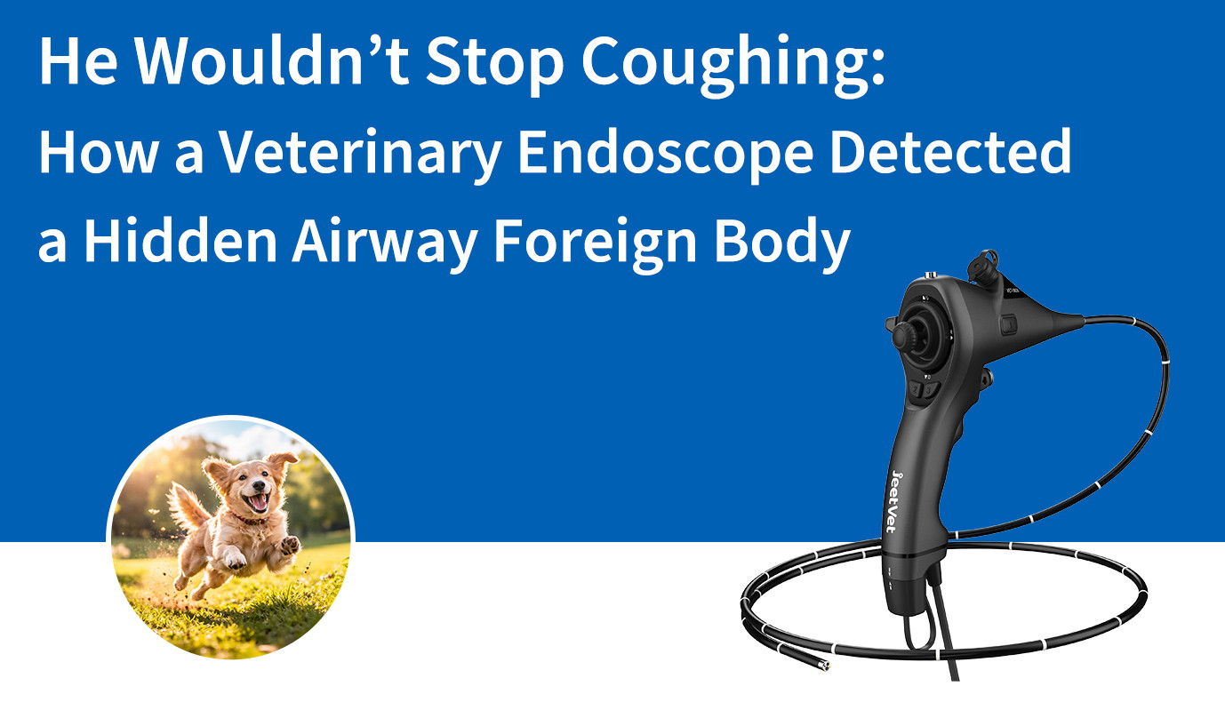 He Wouldn’t Stop Coughing: How a Veterinary Endoscope Detected a Hidden Airway Foreign Body