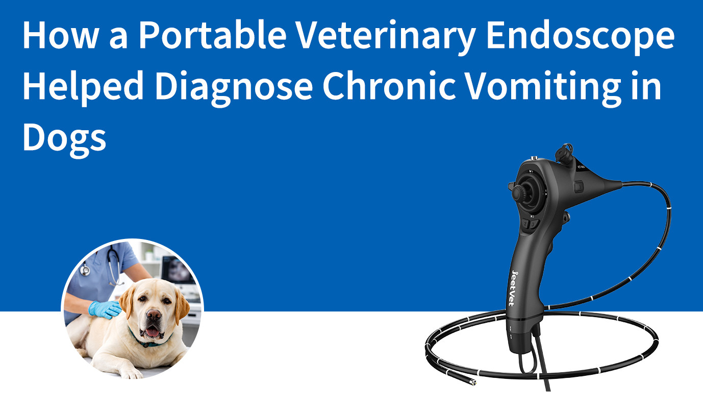 How a Portable Veterinary Endoscope Helped Diagnose Chronic Vomiting in Dogs