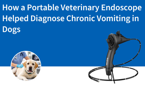 كيف ساعد منظار بيطري محمول في تشخيص القيء المزمن عند الكلاب