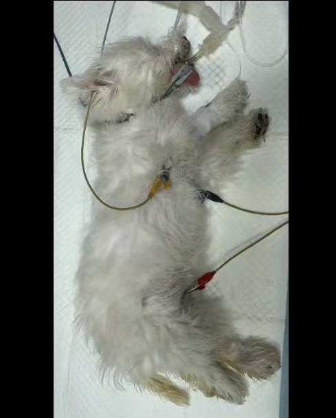 Veterinary Exhibition 1