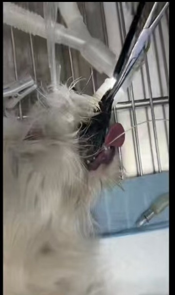 Veterinary Exhibition 2