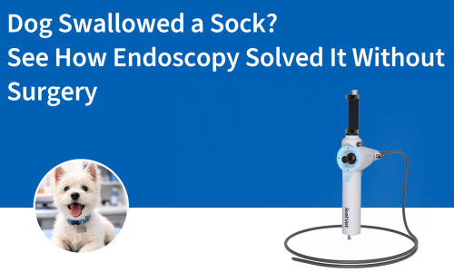هل ابتلع كلب جورباً؟ شاهد كيف حلّ التنظير الداخلي المشكلة بدون جراحة.