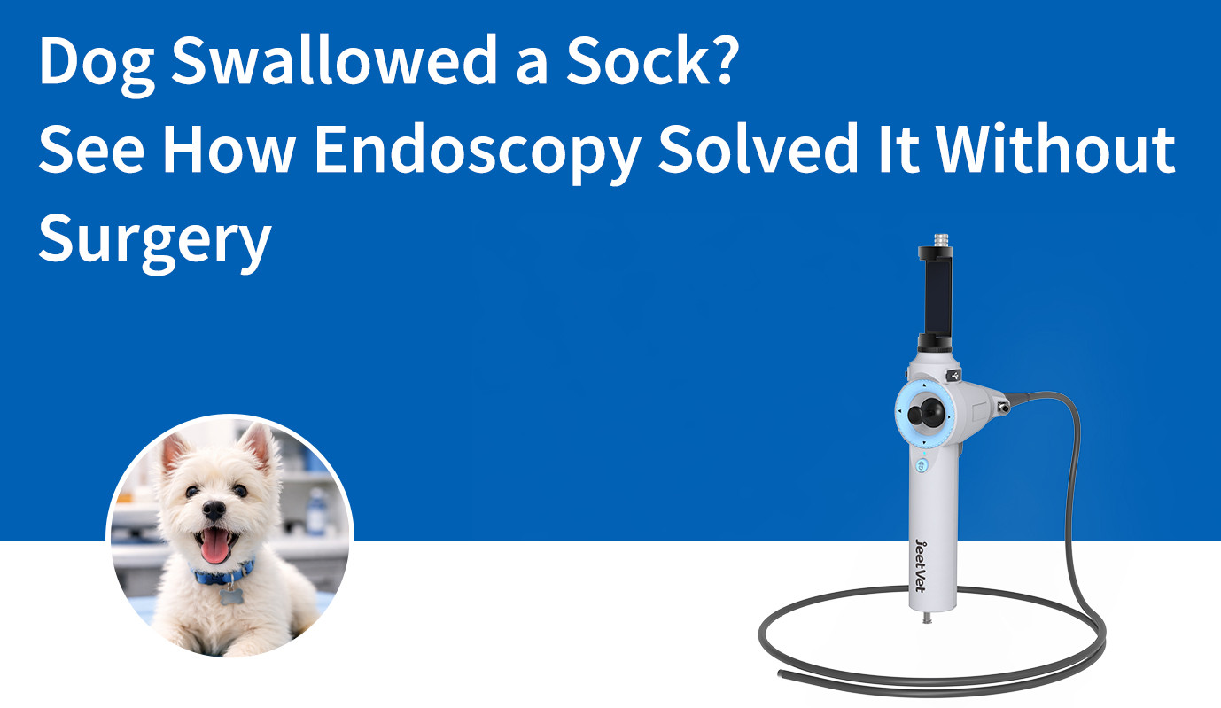 Dog Swallowed a Sock? See How Endoscopy Solved It Without Surgery