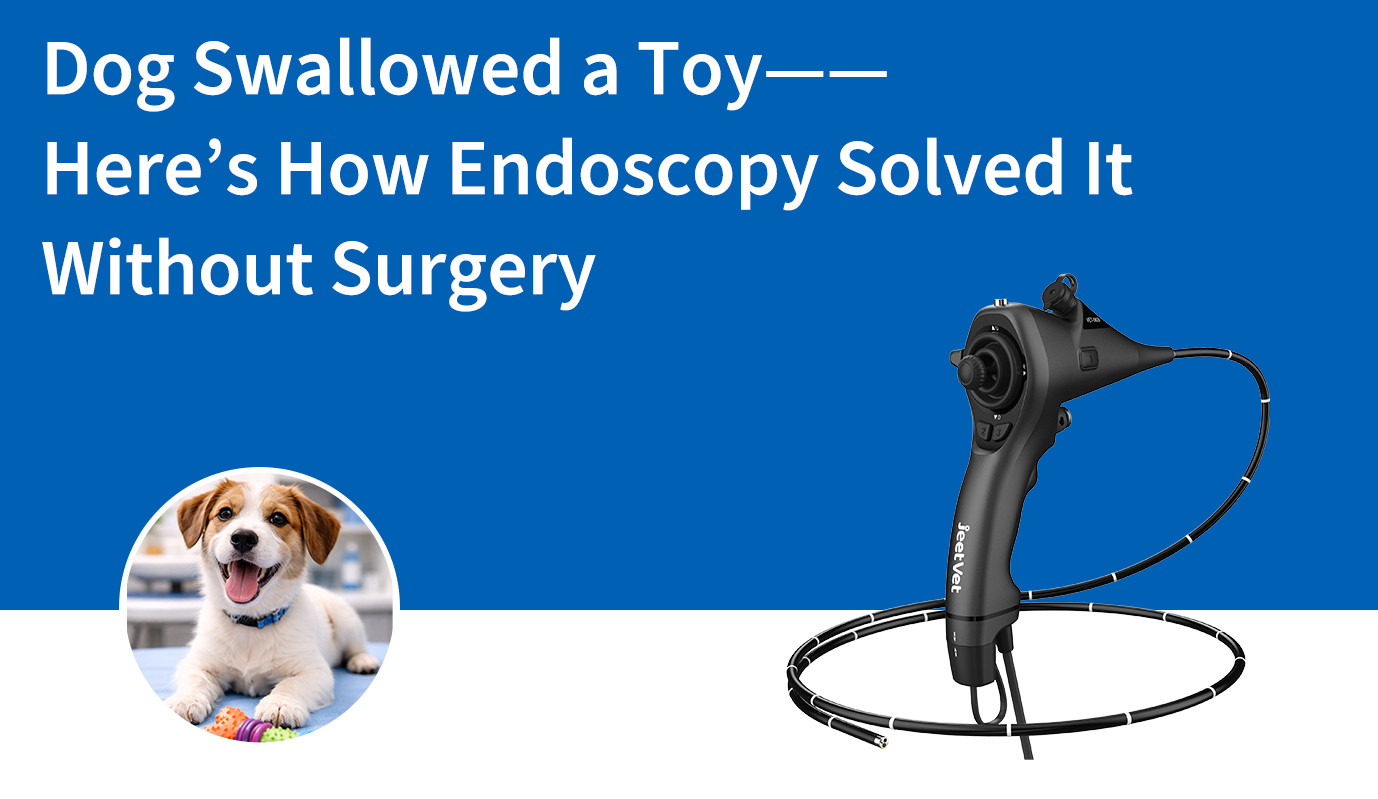 Un perro se tragó un juguete: así lo solucionó la endoscopia sin cirugía.