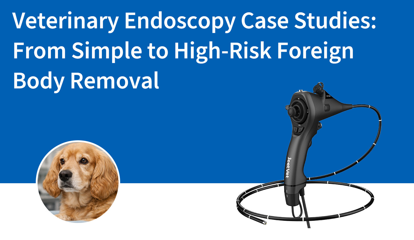 Veterinary Endoscopy Case Studies: From Simple to High-Risk Foreign Body Removal