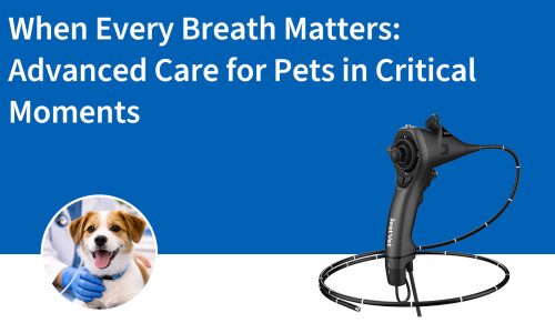 عندما يكون لكل نفس أهميته: رعاية متقدمة للحيوانات الأليفة في اللحظات الحرجة
