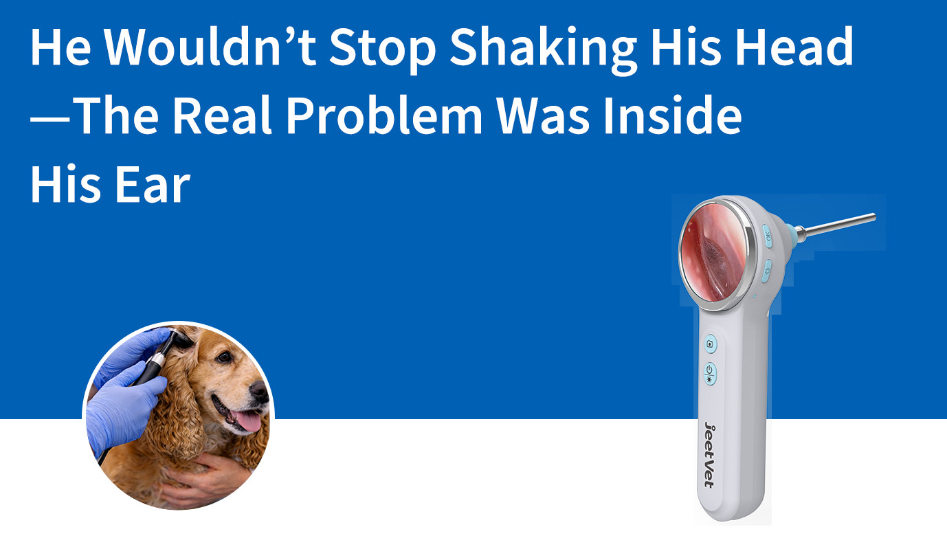 He Wouldn’t Stop Shaking His Head—The Real Problem Was Inside His Ear