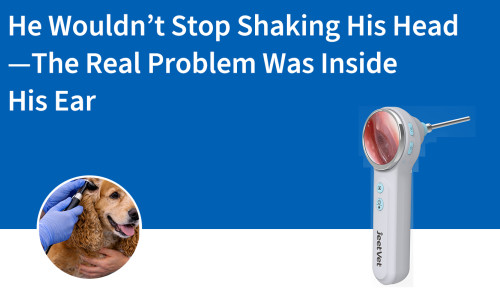 لم يتوقف عن هز رأسه - المشكلة الحقيقية كانت داخل أذنه