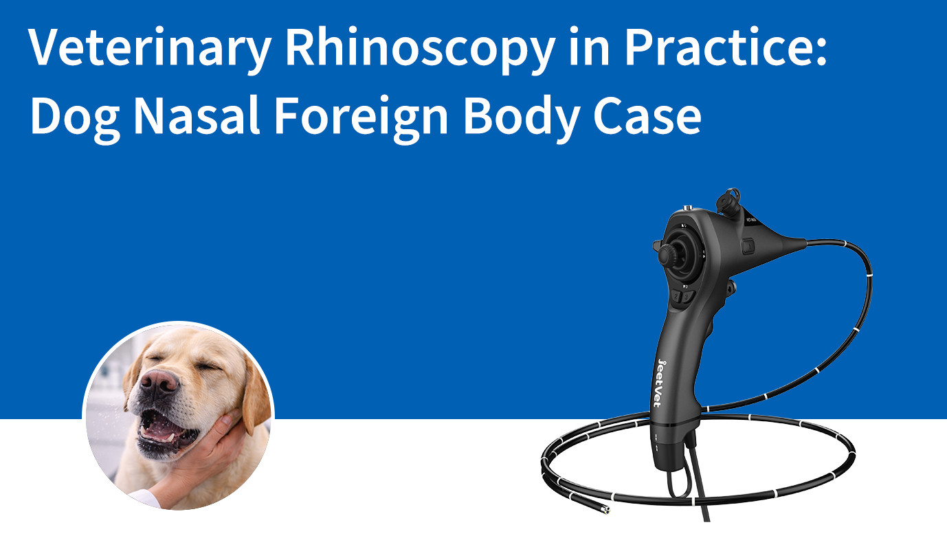 Rhinoscopie vétérinaire en pratique : cas d’un corps étranger nasal chez un chien