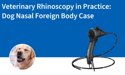 التنظير الأنفي البيطري في الممارسة العملية: حالة جسم غريب في أنف كلب